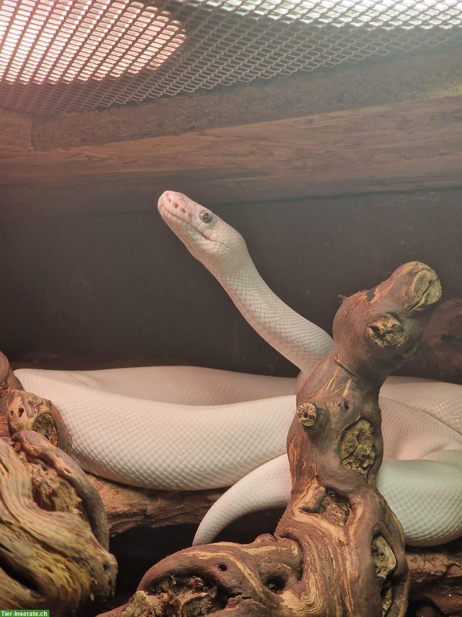 Königspython-Weibchen mit Zubehör zu verkaufen