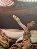 Königspython-Weibchen mit Zubehör zu verkaufen