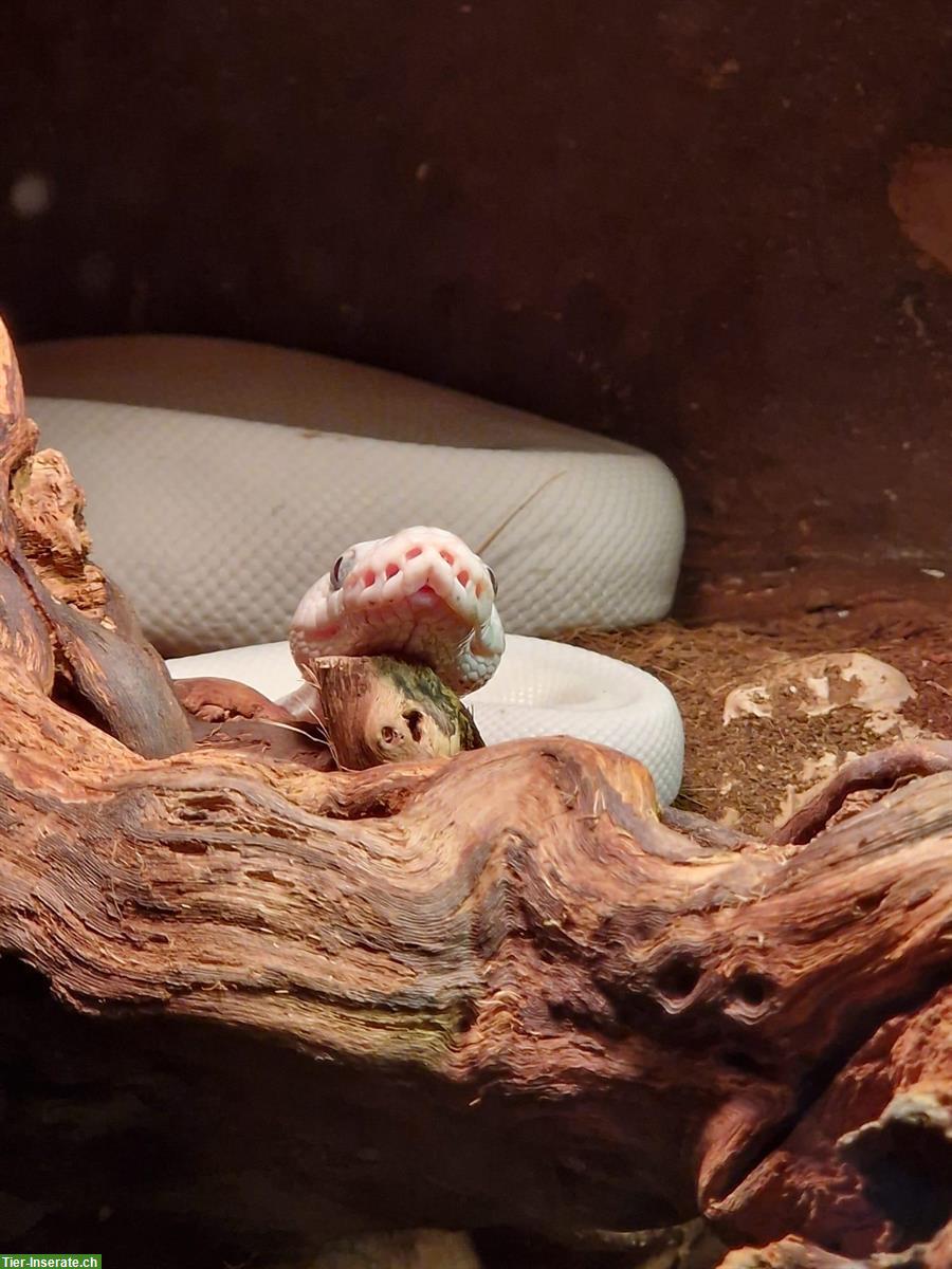 Bild 2: Königspython-Weibchen mit Zubehör zu verkaufen