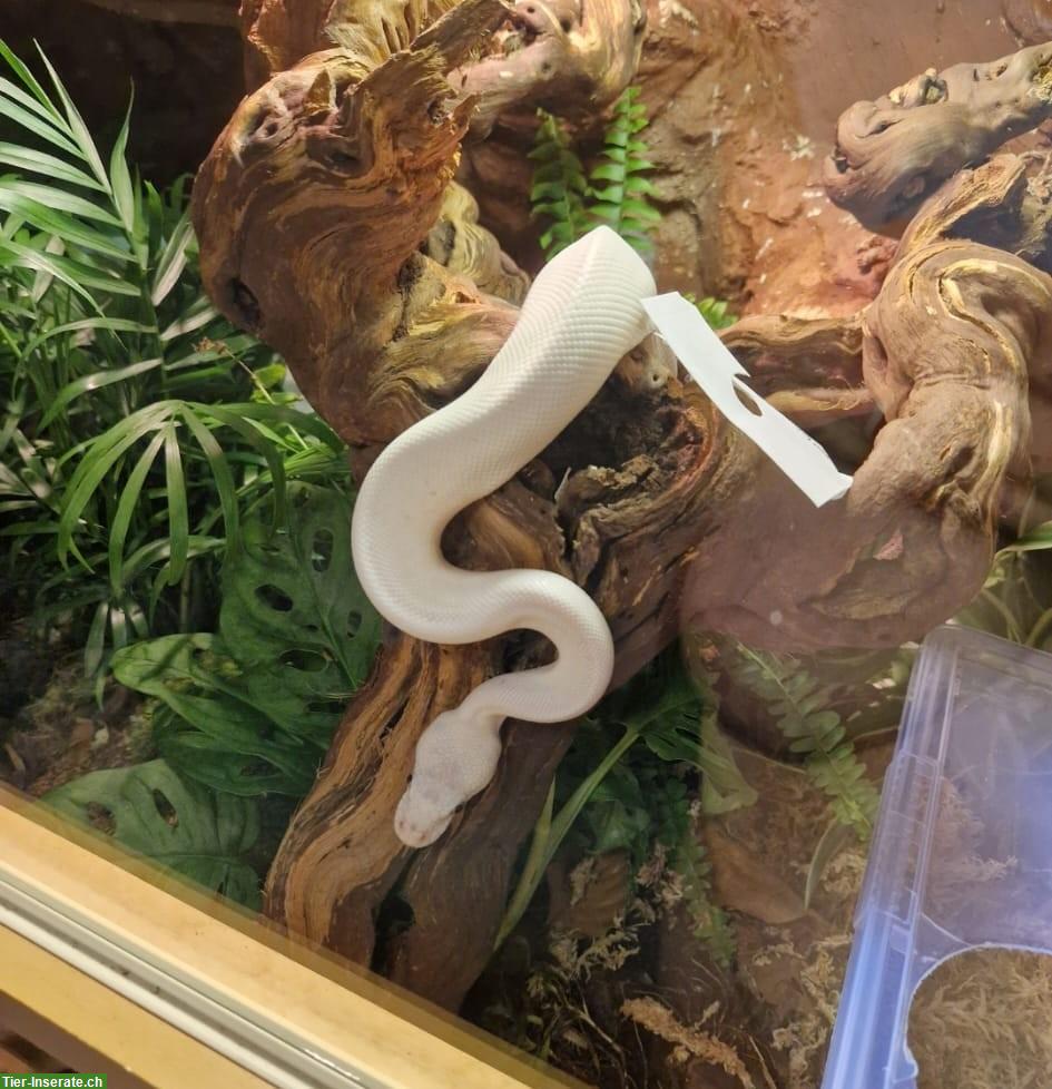 Bild 3: Königspython-Weibchen mit Zubehör zu verkaufen