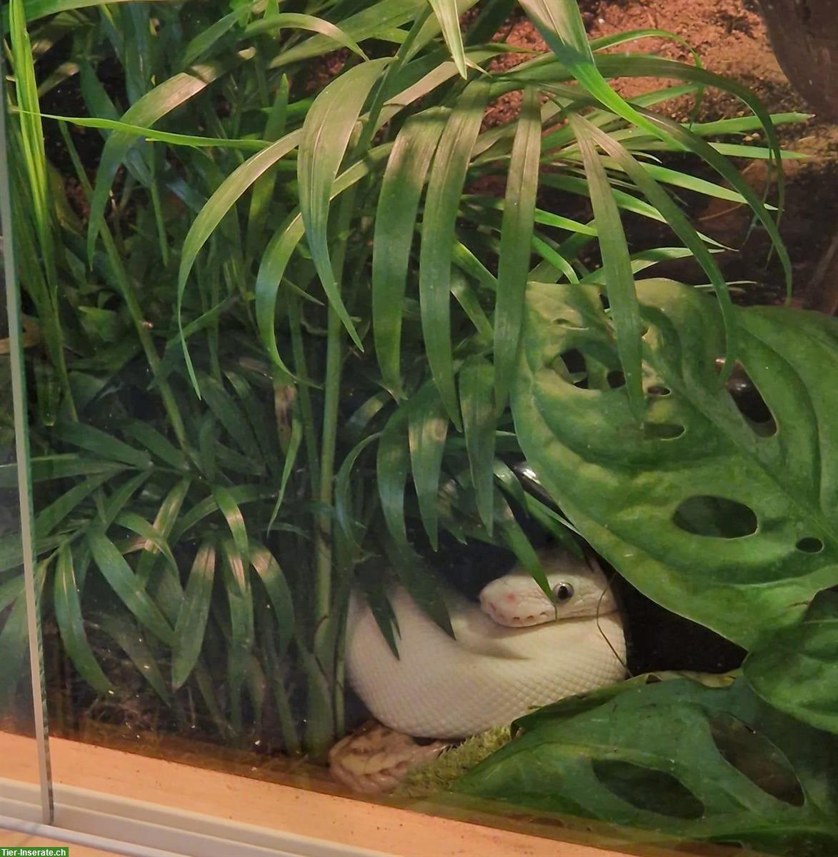 Bild 4: Königspython-Weibchen mit Zubehör zu verkaufen