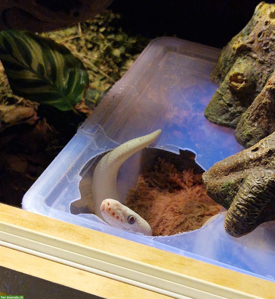 Bild 5: Königspython-Weibchen mit Zubehör zu verkaufen