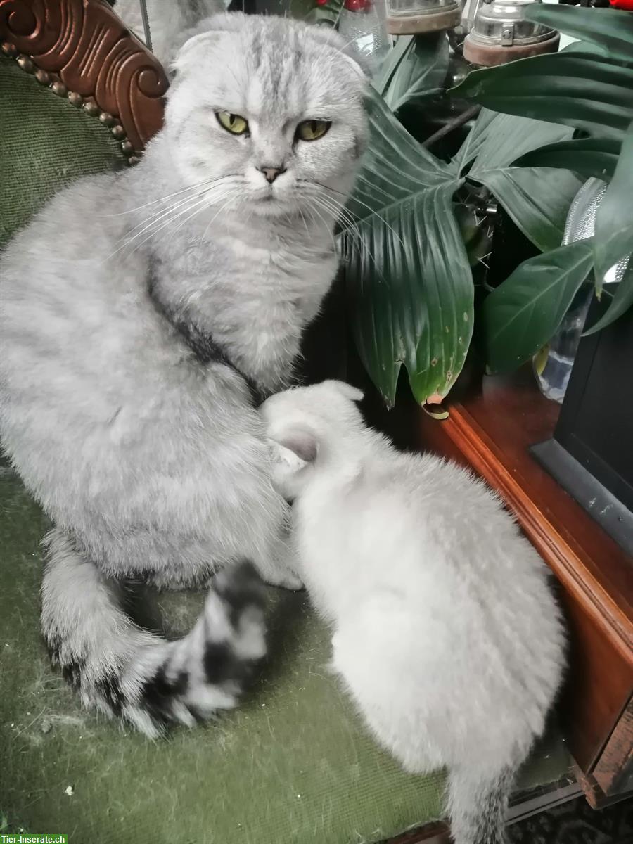 Scottish Fold Katze zu verkaufen
