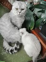 Scottish Fold Katze zu verkaufen