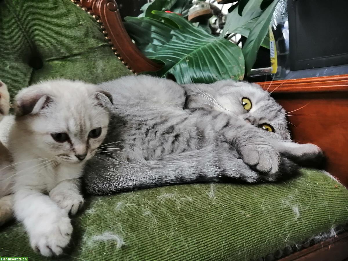 Bild 2: Scottish Fold Katze zu verkaufen