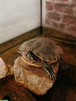 Gelbwangen Schmuckschildkröte abzugeben, auch mit Aquarium