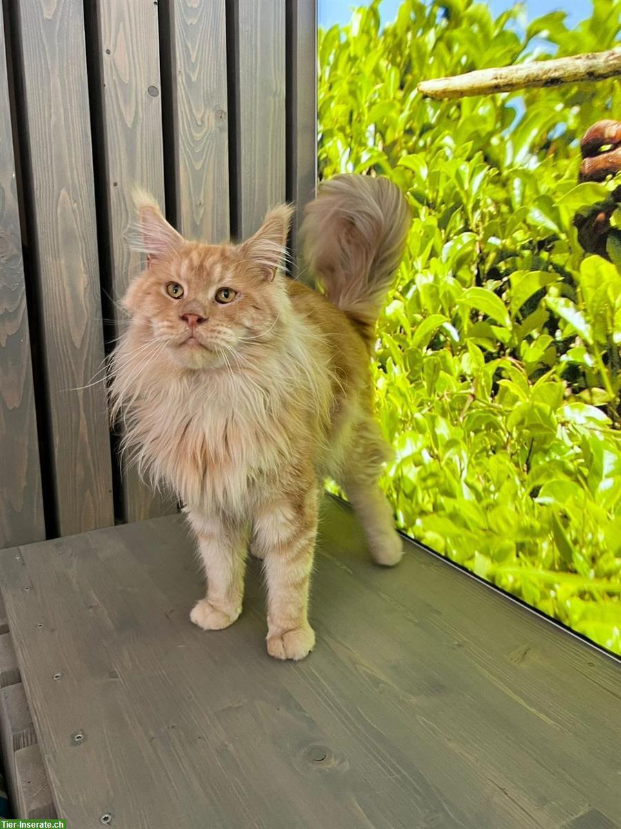 Maine Coon Kater, Zuchtkater mit Stammbaum