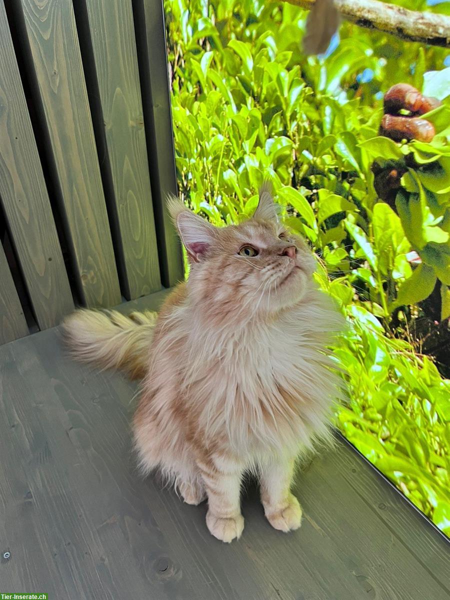 Bild 2: Maine Coon Kater, Zuchtkater mit Stammbaum