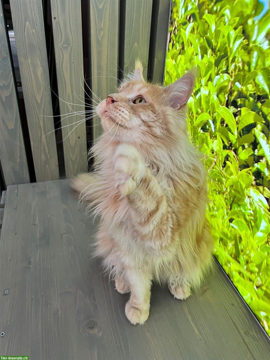 Bild 3: Maine Coon Kater, Zuchtkater mit Stammbaum