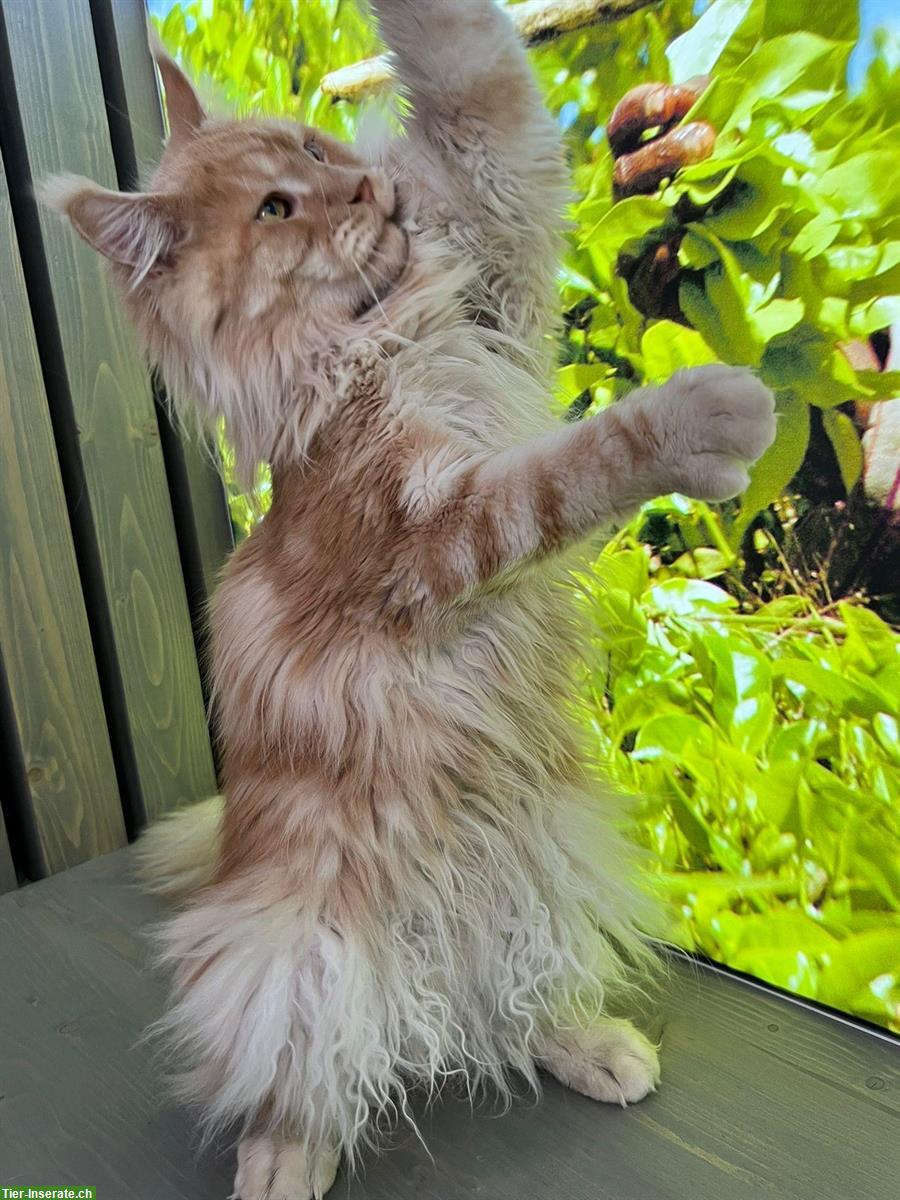 Bild 4: Maine Coon Kater, Zuchtkater mit Stammbaum