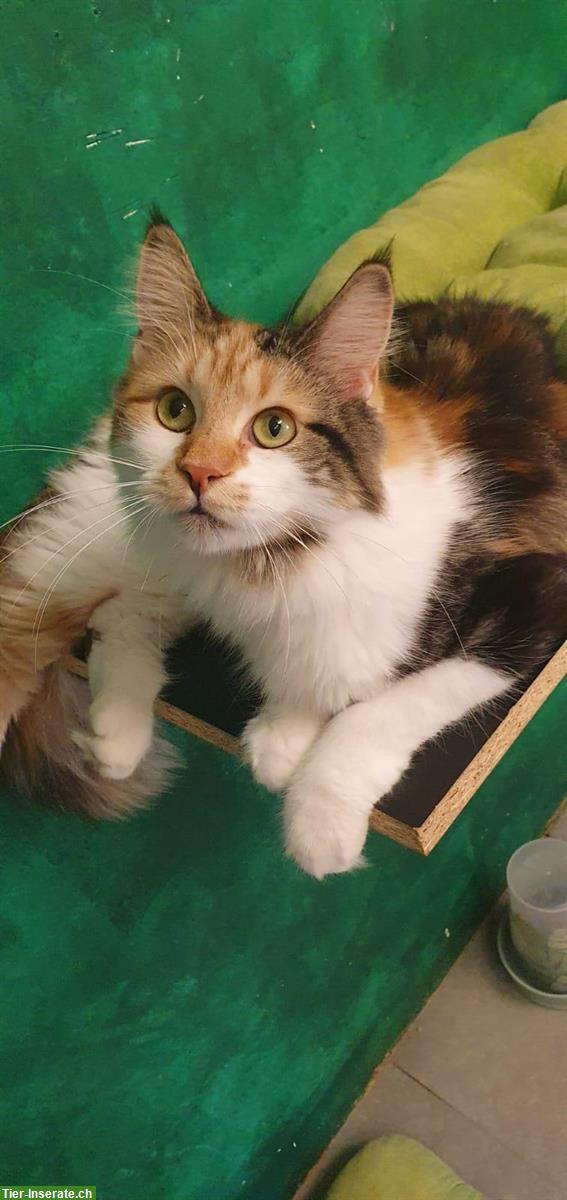 Maine Coon Katzendame mit Stammbaum