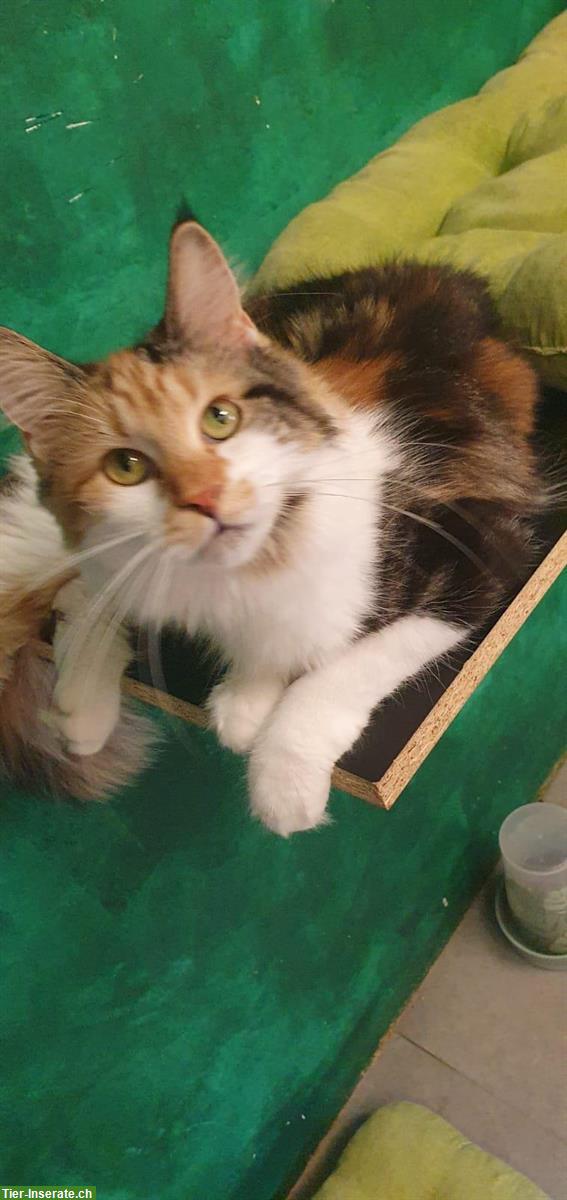 Bild 2: Maine Coon Katzendame mit Stammbaum