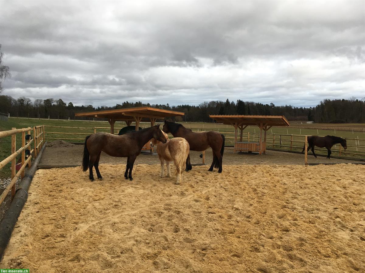 Offenstallplatz frei im Züricher Weinland