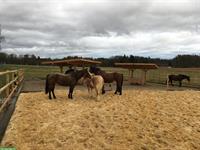 Offenstallplatz frei im Züricher Weinland