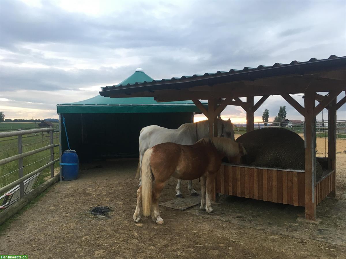 Bild 2: Offenstallplatz frei im Züricher Weinland