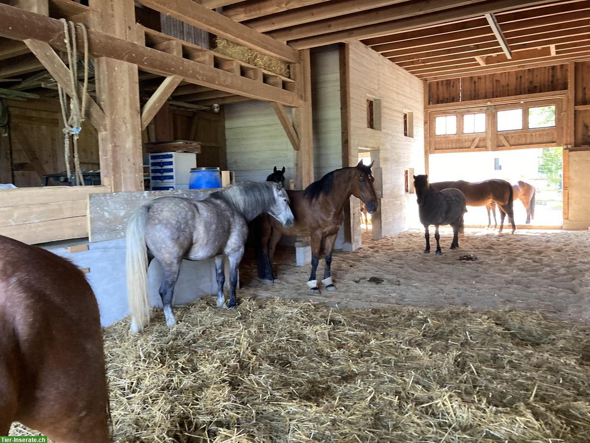 Bild 3: Offenstallplatz frei im Züricher Weinland