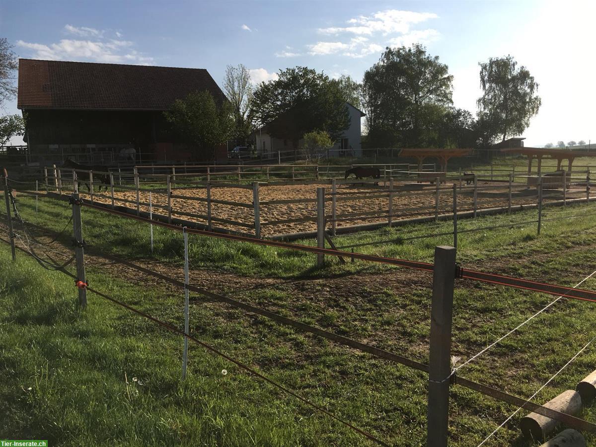 Bild 4: Offenstallplatz frei im Züricher Weinland