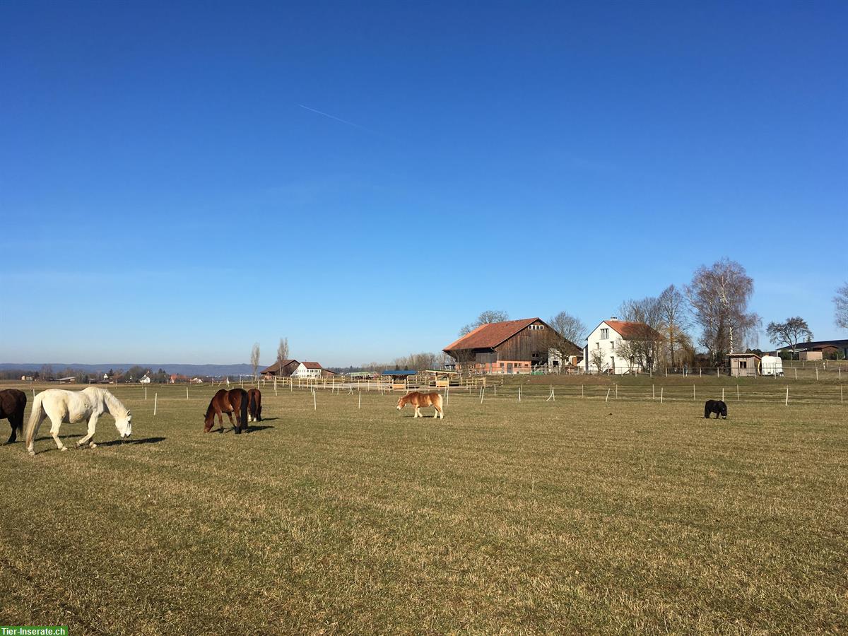 Bild 5: Offenstallplatz frei im Züricher Weinland