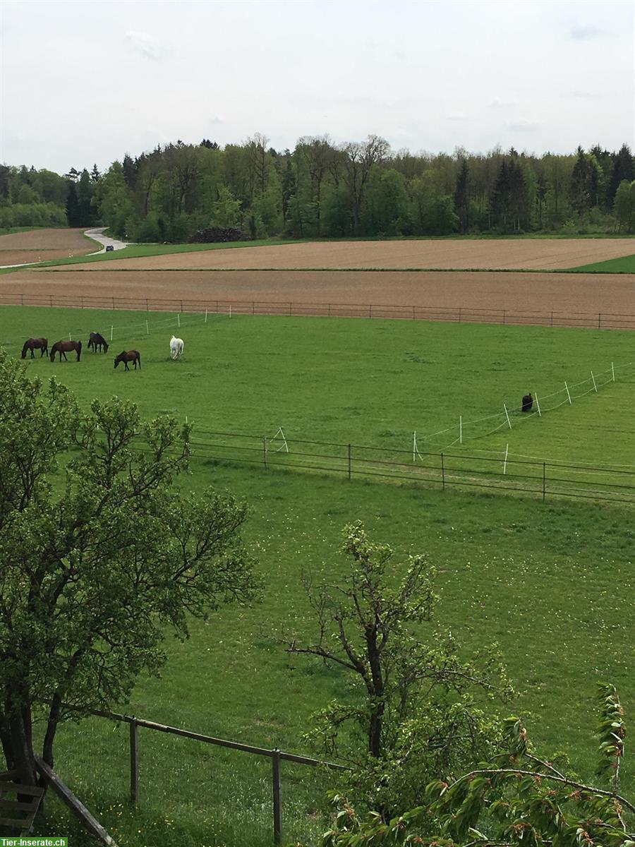 Bild 6: Offenstallplatz frei im Züricher Weinland