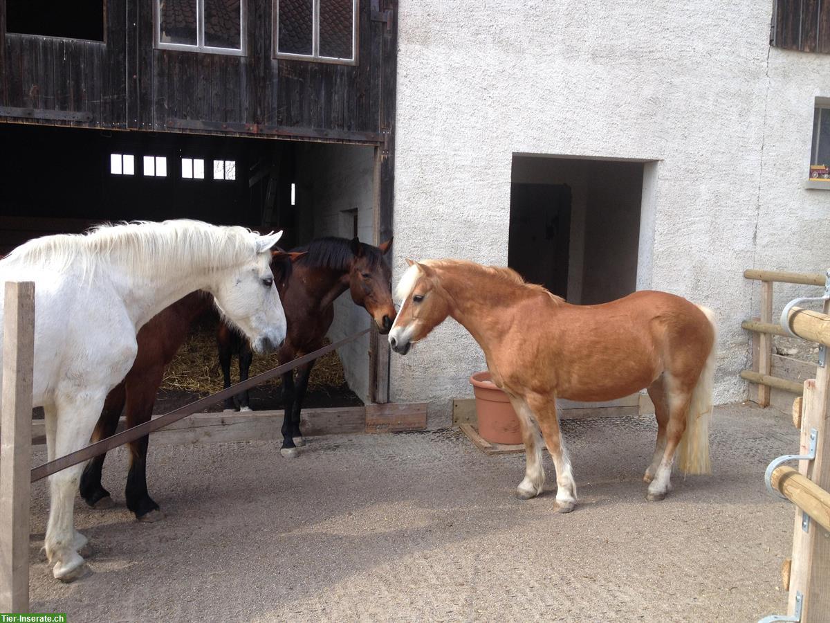 Bild 7: Offenstallplatz frei im Züricher Weinland