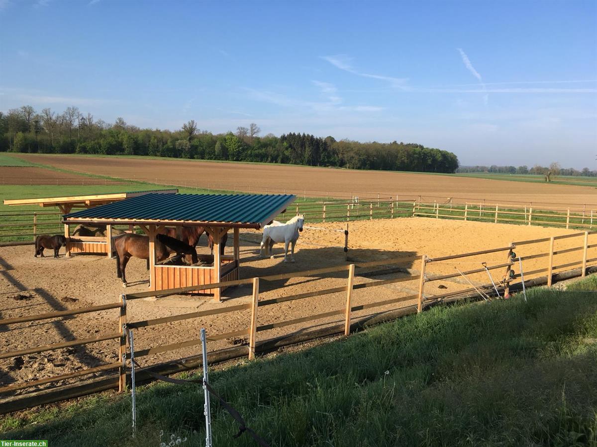 Bild 9: Offenstallplatz frei im Züricher Weinland