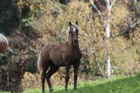 Kohlfuchs-Haflinger Stutfohlen, ausdrucks- und bewegungsstark