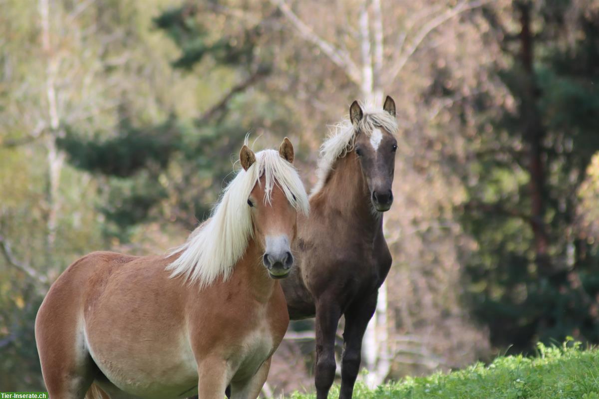 Bild 2: Kohlfuchs-Haflinger Stutfohlen, ausdrucks- und bewegungsstark