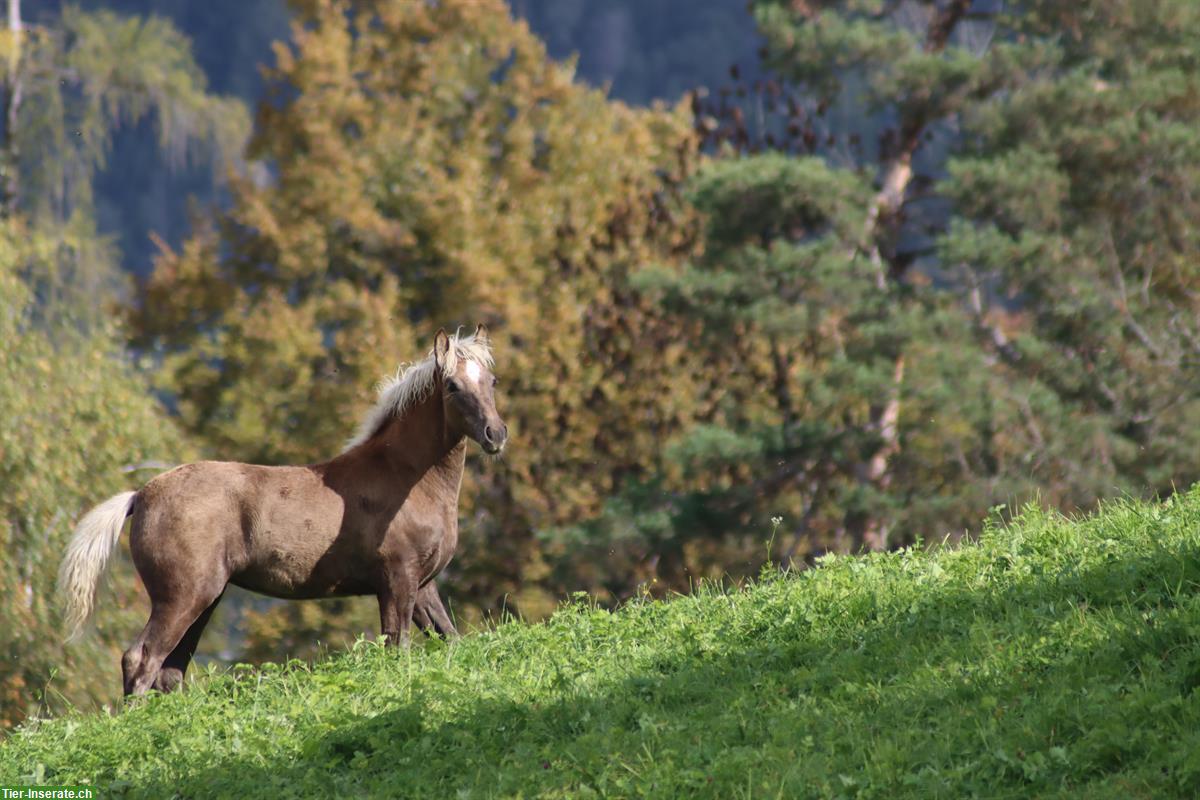 Bild 3: Kohlfuchs-Haflinger Stutfohlen, ausdrucks- und bewegungsstark