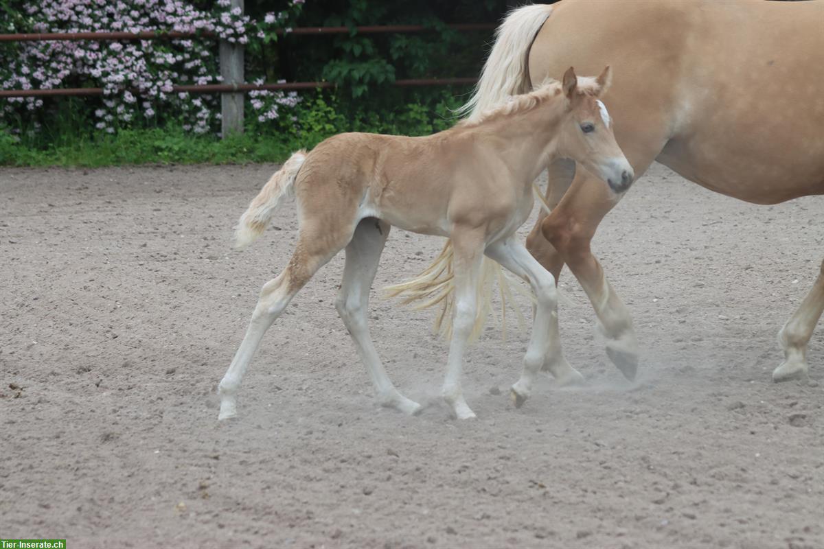 Bild 4: Kohlfuchs-Haflinger Stutfohlen, ausdrucks- und bewegungsstark