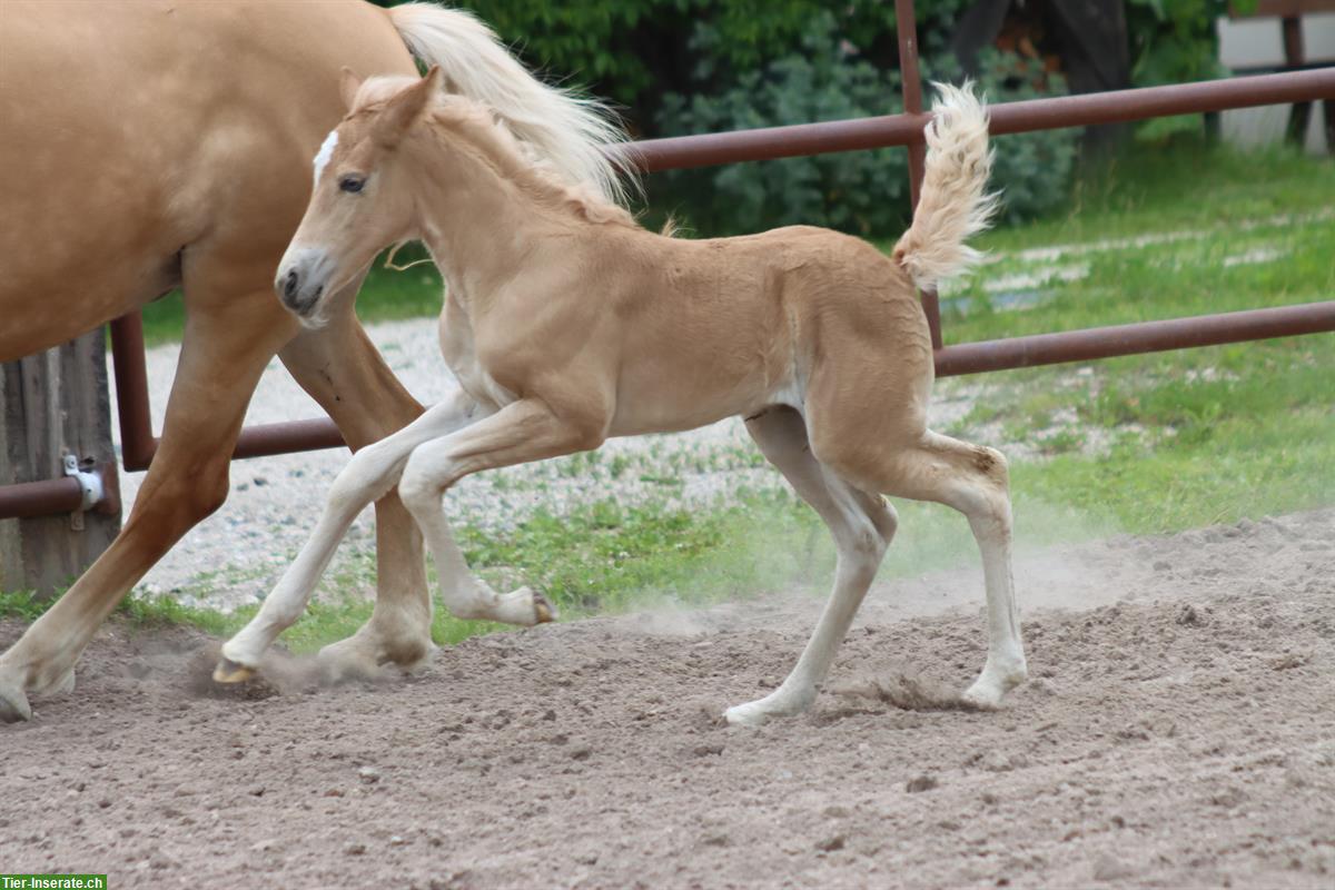 Bild 5: Kohlfuchs-Haflinger Stutfohlen, ausdrucks- und bewegungsstark