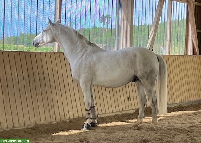 Reitbeteiligung in Altavilla, Murten FR