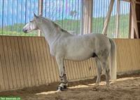 Reitbeteiligung in Altavilla, Murten FR