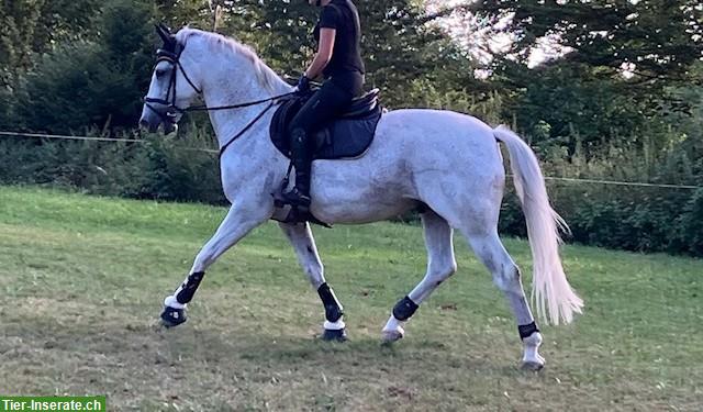 Bild 2: Reitbeteiligung in Altavilla, Murten FR