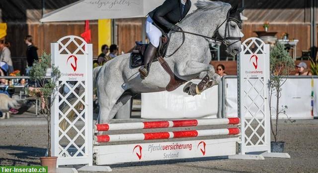 Bild 3: Reitbeteiligung in Altavilla, Murten FR