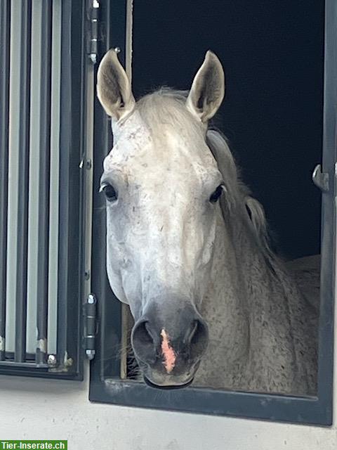 Bild 4: Reitbeteiligung in Altavilla, Murten FR