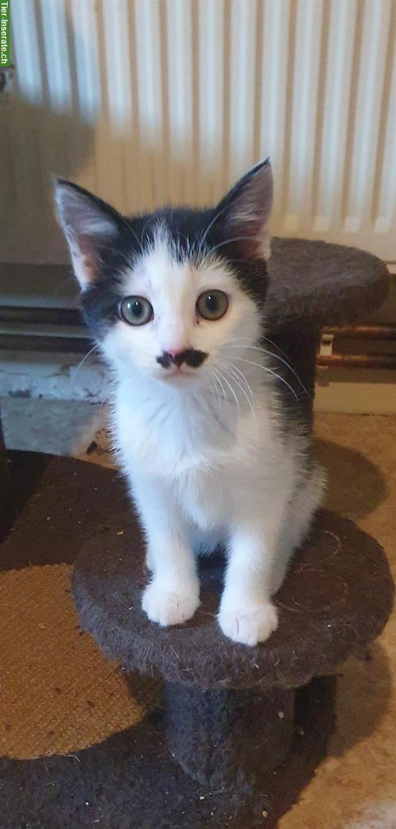 Katzen Lani & Charline sehr liebenswert suchen Dich