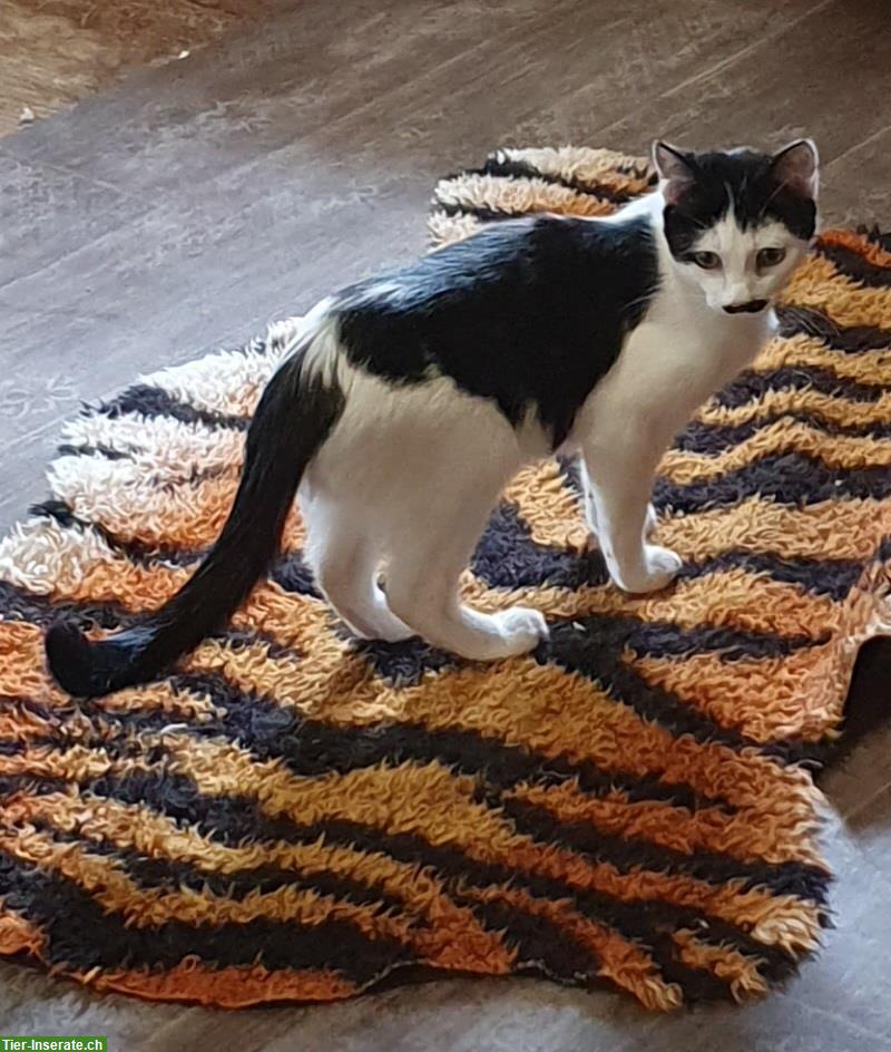 Bild 2: Katzen Lani & Charline sehr liebenswert suchen Dich