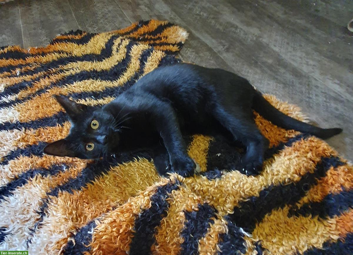 Bild 3: Katzen Lani & Charline sehr liebenswert suchen Dich