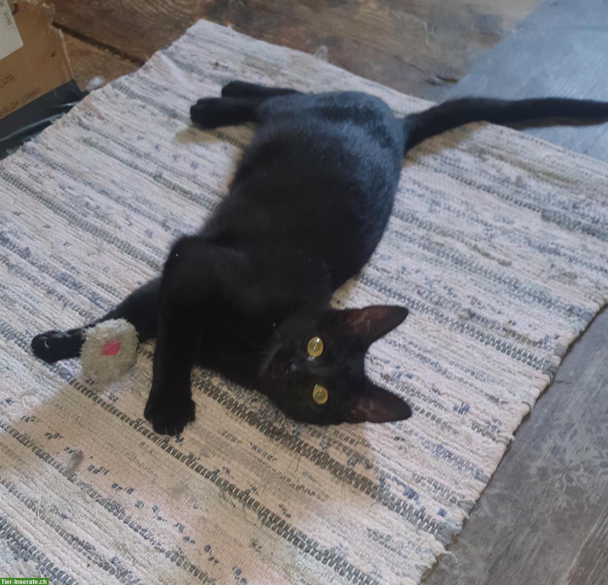 Bild 4: Katzen Lani & Charline sehr liebenswert suchen Dich