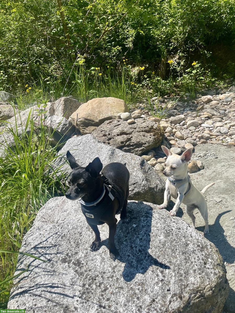 2 treue Chihuahua suchen gemeinsam liebes Zuhause