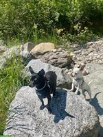 2 treue Chihuahua suchen gemeinsam liebes Zuhause