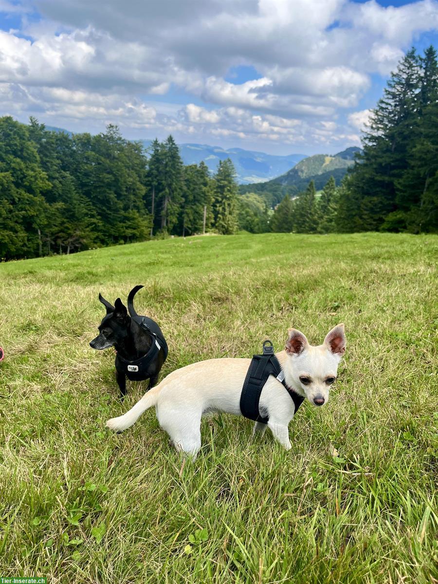 Bild 2: 2 treue Chihuahua suchen gemeinsam liebes Zuhause