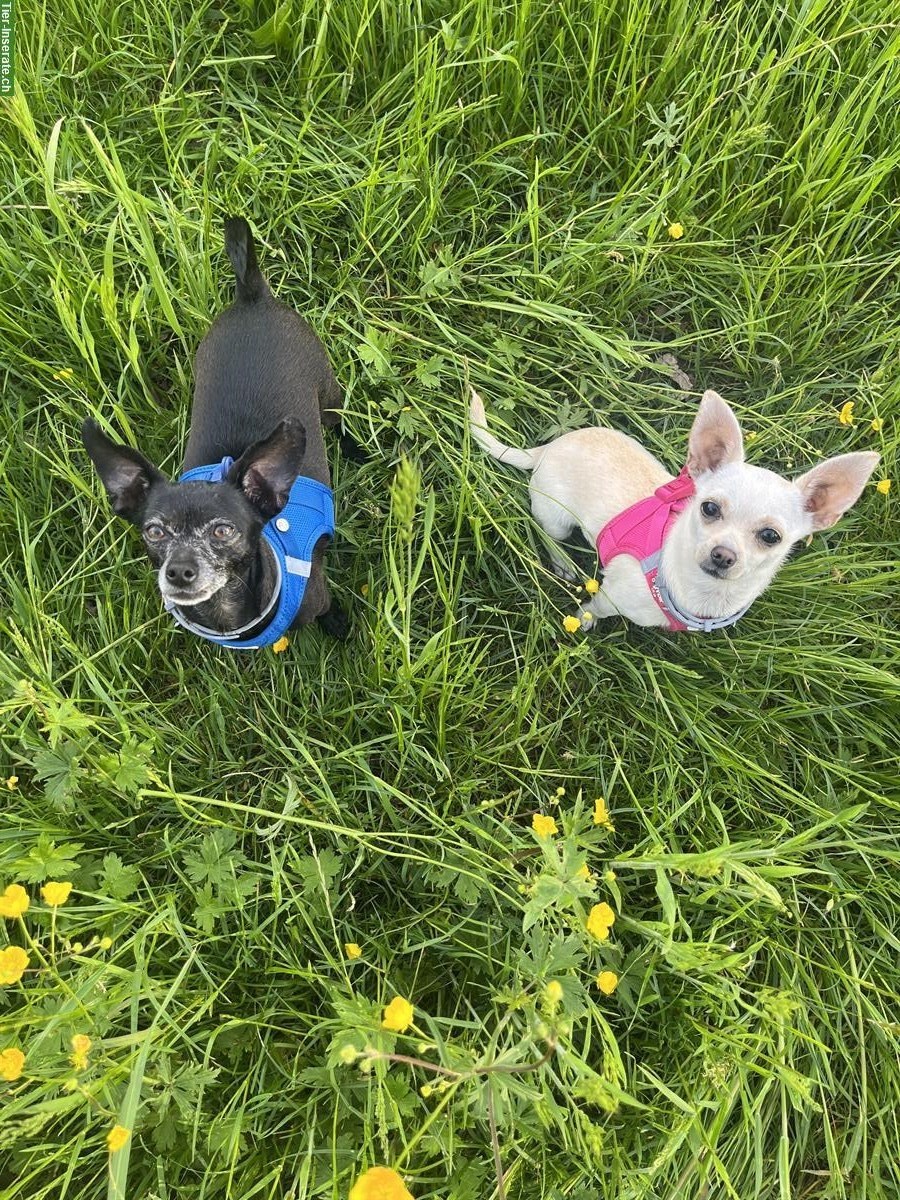 Bild 3: 2 treue Chihuahua suchen gemeinsam liebes Zuhause