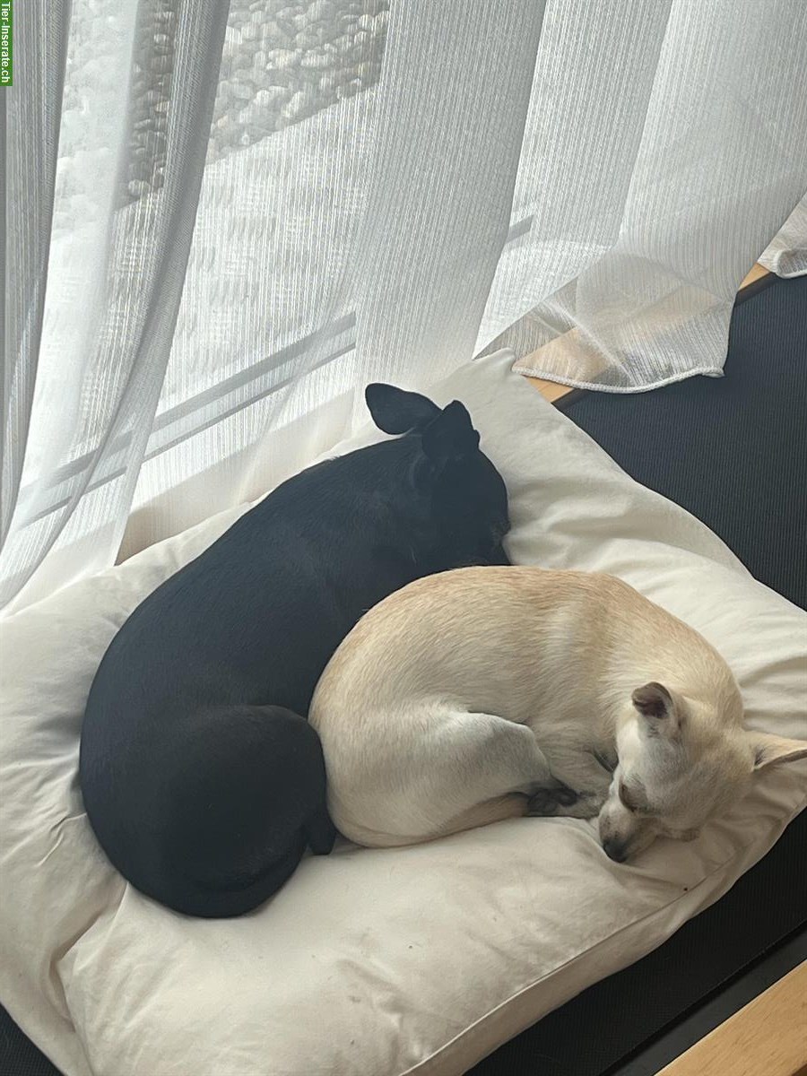 Bild 4: 2 treue Chihuahua suchen gemeinsam liebes Zuhause