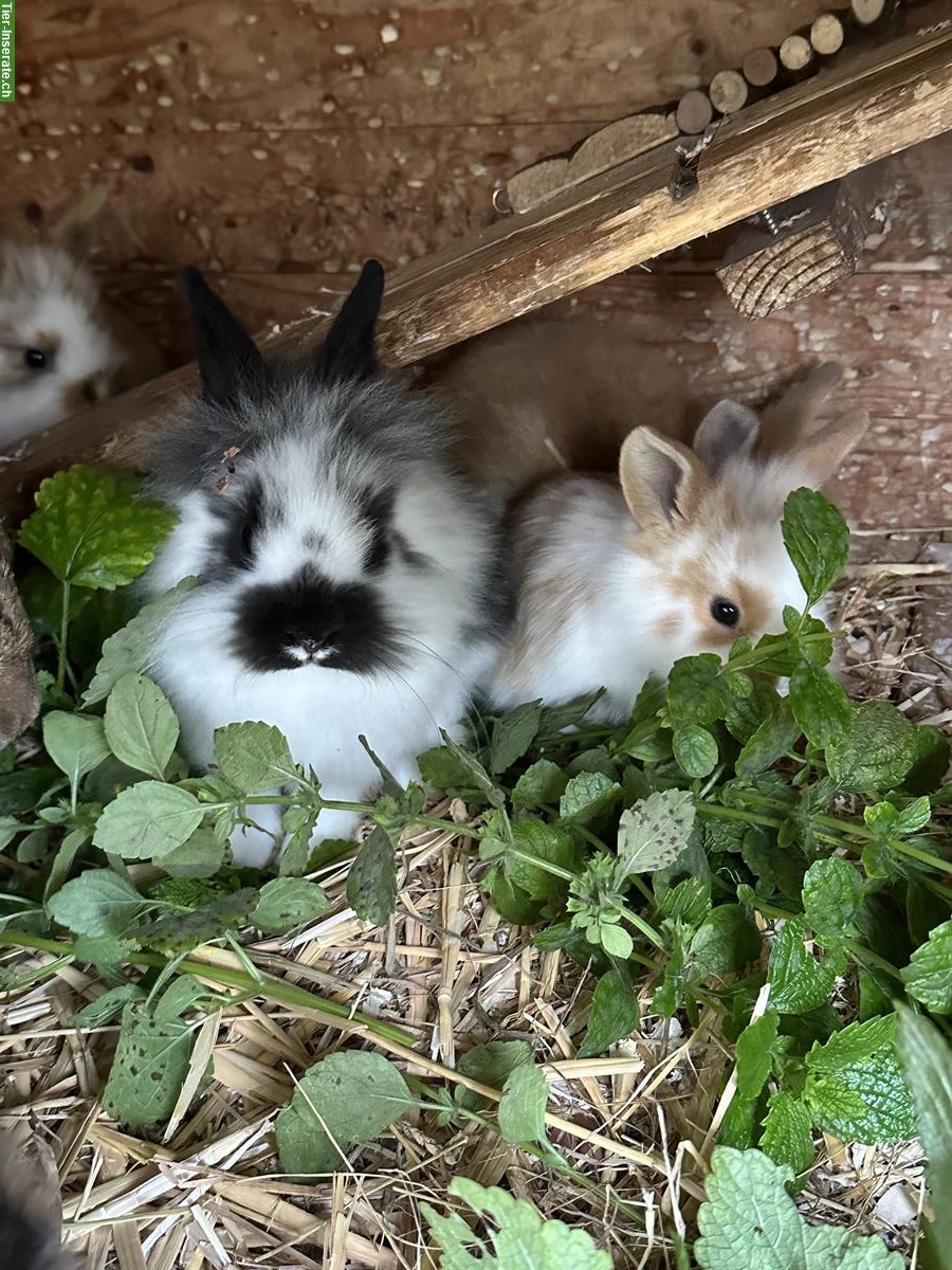 Löwenkopf und Minilop Zwergkaninchen