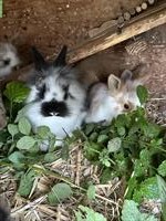 Löwenkopf und Minilop Zwergkaninchen