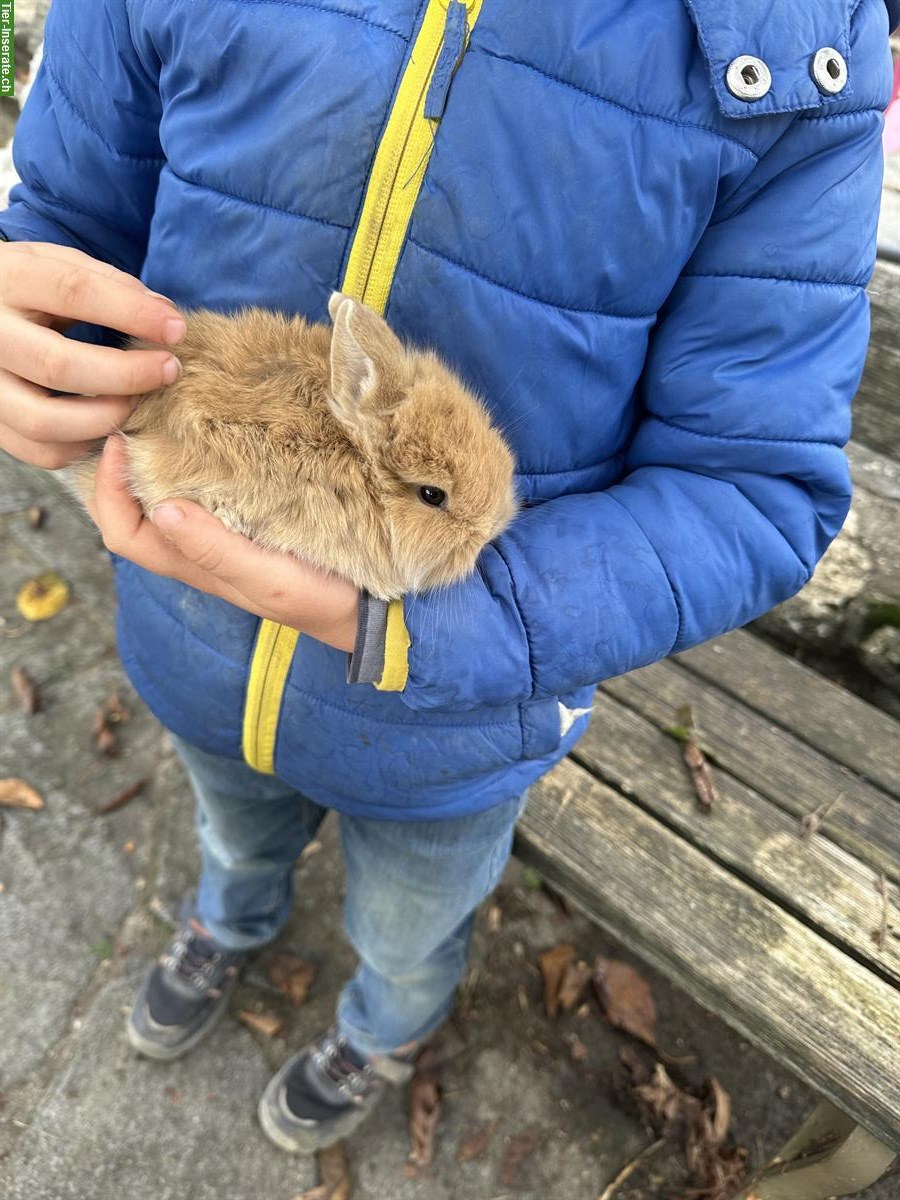 Bild 2: Löwenkopf und Minilop Zwergkaninchen