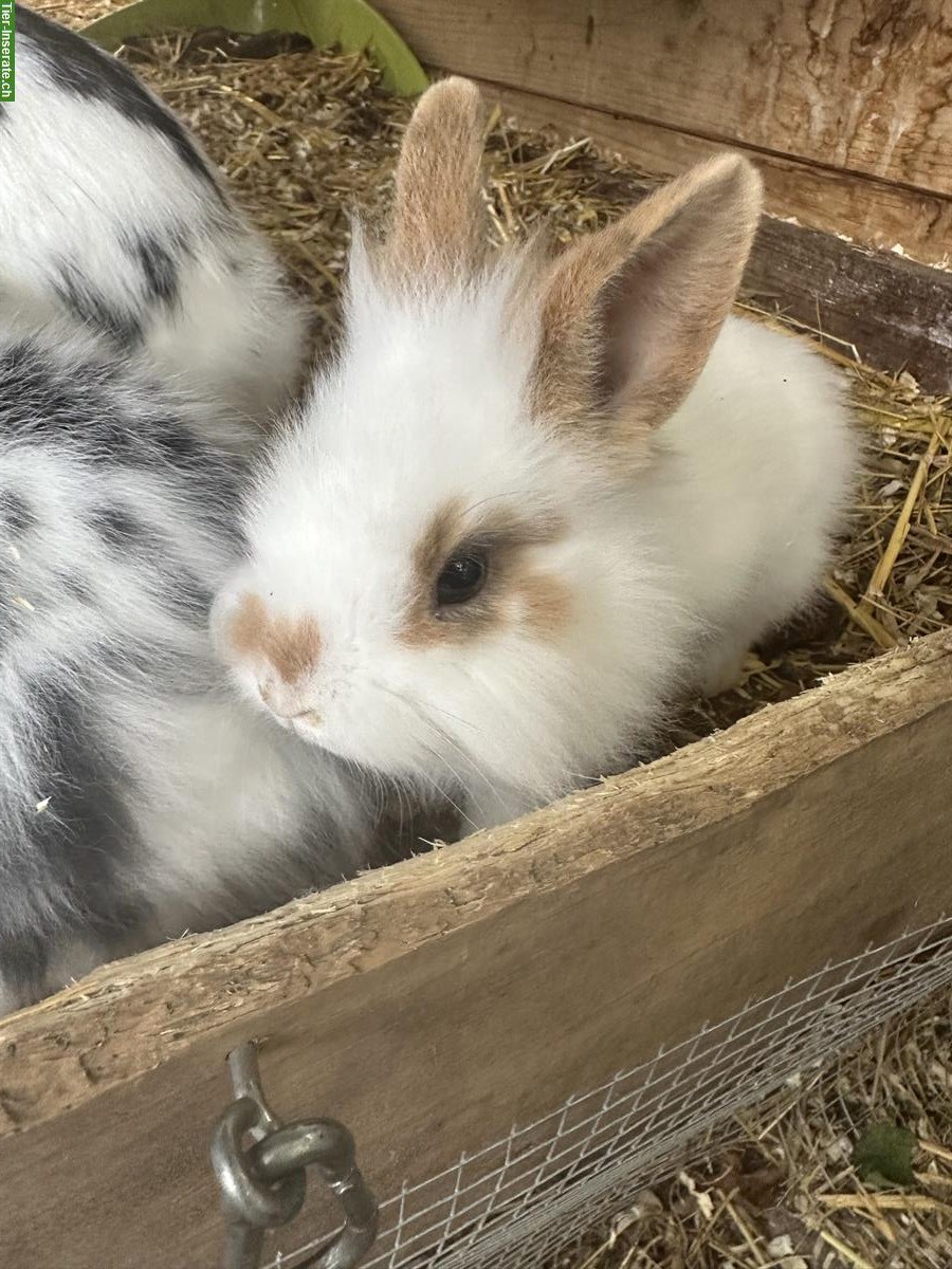 Bild 3: Löwenkopf und Minilop Zwergkaninchen
