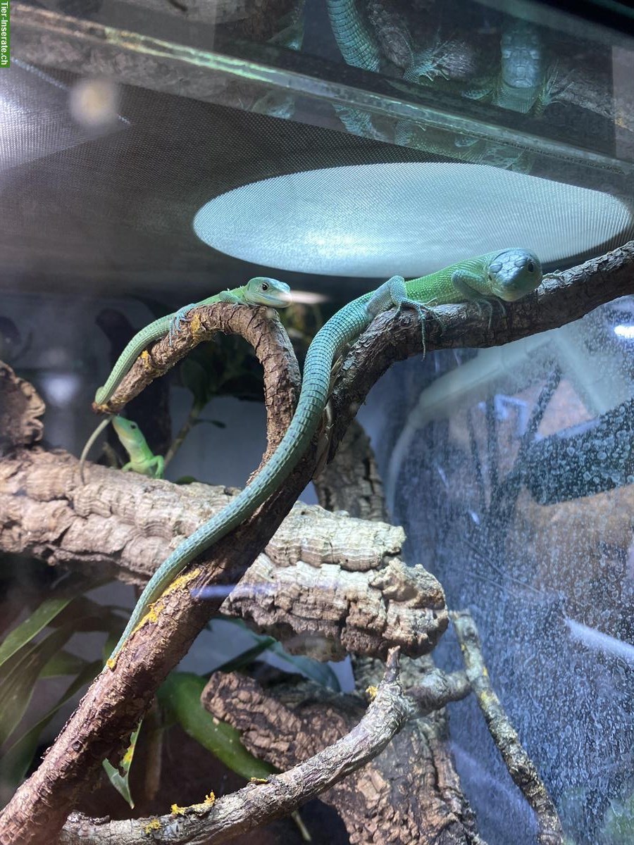 1.0.2 Gastropholis prasina zu verkaufen