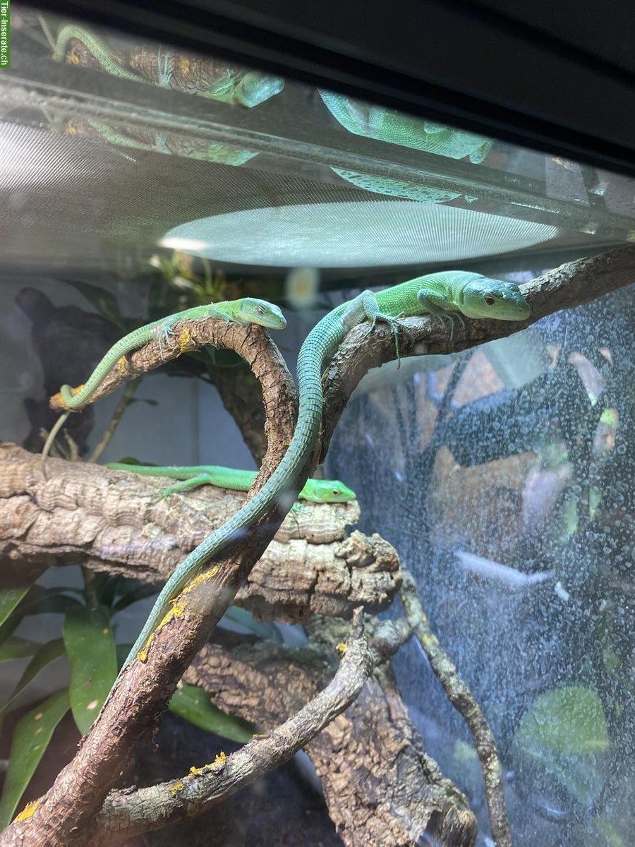 Bild 2: 1.0.2 Gastropholis prasina zu verkaufen